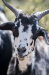 Black And White Goat In A Pasture Stock Photo