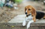 Beagle Dog Stock Photo