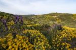 Landscape With Ulex Densus Shrubs Stock Photo