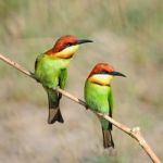 Chestnut-headed Bee-eater Stock Photo