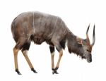 Nyala Isolated On White Background Stock Photo