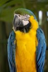 Blue-and-yellow Macaw Stock Photo