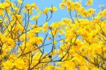 Yellow Flowers Bloom In Spring Stock Photo