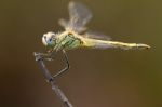 Red-veined Darter Dragonfly Stock Photo