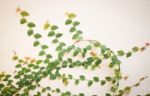 Nature Green Ivy Plant On The Wall Stock Photo