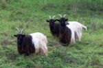 Valais Blackneck Goats Stock Photo