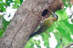 Female Laced Woodpecker Stock Photo