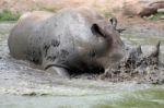 Rhino In The Muddy Water Stock Photo