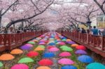 Jinhae,korea - April 4 : Jinhae Gunhangje Festival Is The Largest Cherry Blossom Festival In Korea.tourists Taking Photos Of The Beautiful Scenery Around Jinhae,korea On April 4,2015 Stock Photo