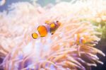 Cartoon Fish Near Sea Anemone Stock Photo