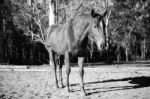 Horse In The Paddock Stock Photo