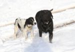 Dog Friends Stock Photo