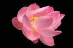 Majestic Lotus Flower Isolated On Black Background Stock Photo