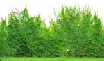 Ivy in white background Stock Photo