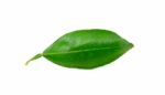 Citrus Leaves Isolated On A White Background Stock Photo