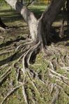 Tree Root Stock Photo