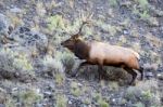 Elk Or Wapiti (cervus Canadensis) Stock Photo