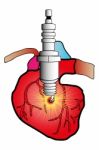 Cardiac System Stock Photo