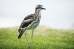 Bush Stone-curlew Resting On The Beach Stock Photo