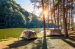 Camping Tents Under Pine Trees With Sunlight At Pang Ung Lake, Mae Hong Son In Thailand Stock Photo