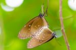 Black Kaiser Butterfly ( Penthema Binghami ) Stock Photo