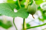 Close Up Baby Melon With Melon Flower, Popular Stock Photo