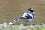 Slaty-backed Forktail Stock Photo