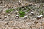 Tree Stump Stock Photo