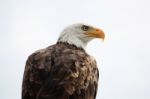 American Bald Eagle Stock Photo