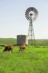 Country Cows Stock Photo