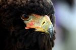 Bateleur Eagle Stock Photo