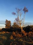 Sunlit Silver Birch Tree In The Ashdown Forest Stock Photo