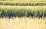 Rice Field In Thailand Stock Photo