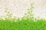 Green Clover Background Stock Photo