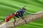 Tochinidae Cylindromia Stock Photo