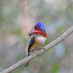 Male Banded Kingfisher Stock Photo