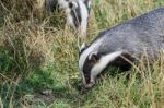 European Badger (meles Meles) Stock Photo