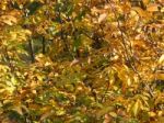 Autumn Tree Foliage Texture Stock Photo