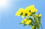 Yellow Chrysanthemum Flower On Blue Sky And Sun Ray Stock Photo