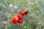 Plantation Of Tomatoes In The Organic Garden Stock Photo