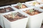 Cactus Plants In Minimal Garden Stock Photo