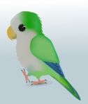 Cute Parrot Stock Photo