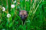 Gray Wolf Cubs In A Grass Stock Photo