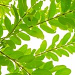 Green Leaves From Guava On White Background For Isolated Stock Photo