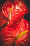 Macro Shot Of Beautiful Spadix. Vintage Natural Floral Backgroun Stock Photo