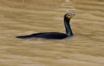 Cormorant Stock Photo