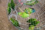 Green Parrots  Is Perching In The Cage Stock Photo