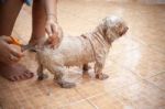 Washing Dog Stock Photo