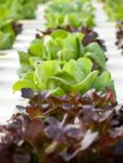 Hydroponics Vegetable Stock Photo