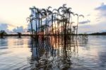 Amazonian Rainforest. Laguna Grande, National Park Cuyabeno. Ecu Stock Photo